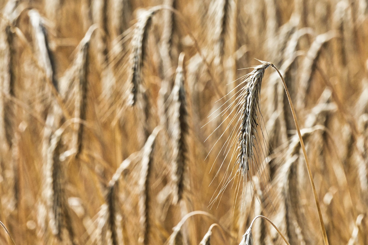 wheat field  wheat  harvest free photo