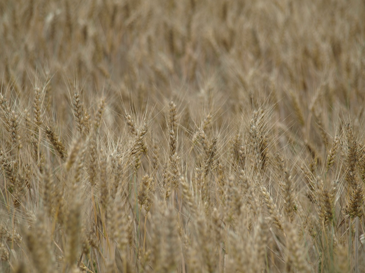 wheat field wheat spike free photo