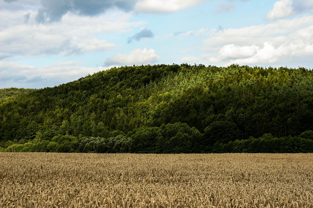 wheat field summer germany free photo