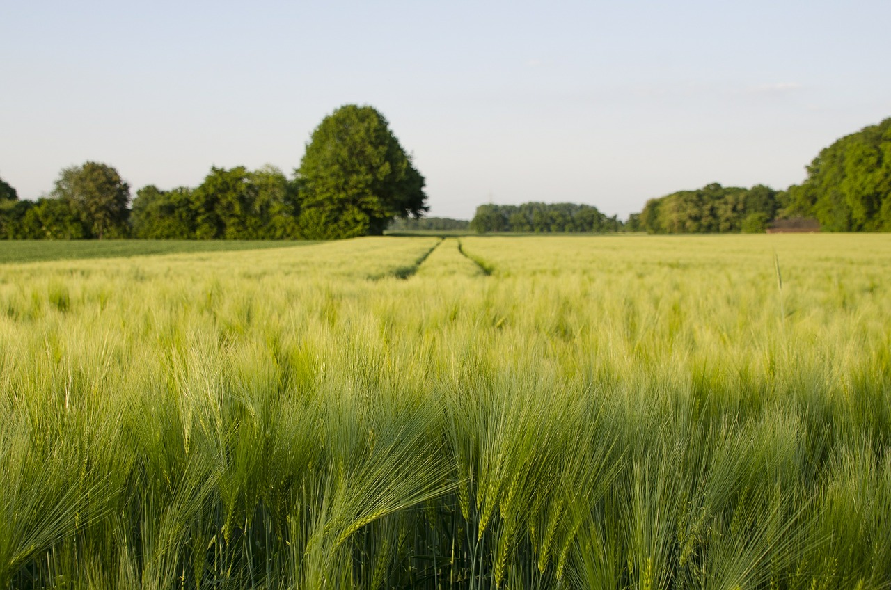 wheat field meadow green free photo