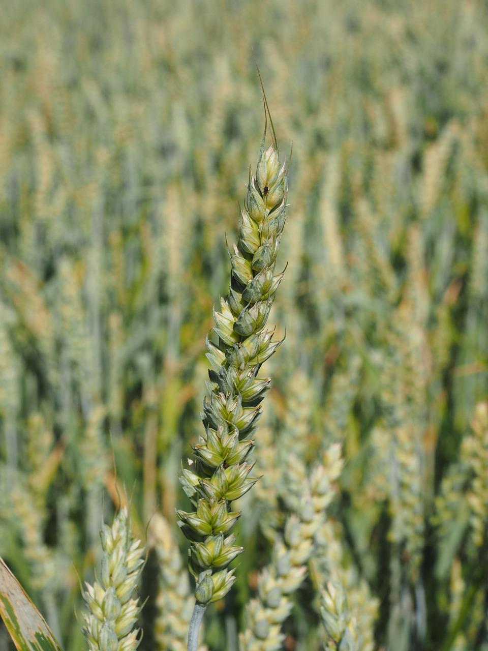 wheat field wheat cereals free photo