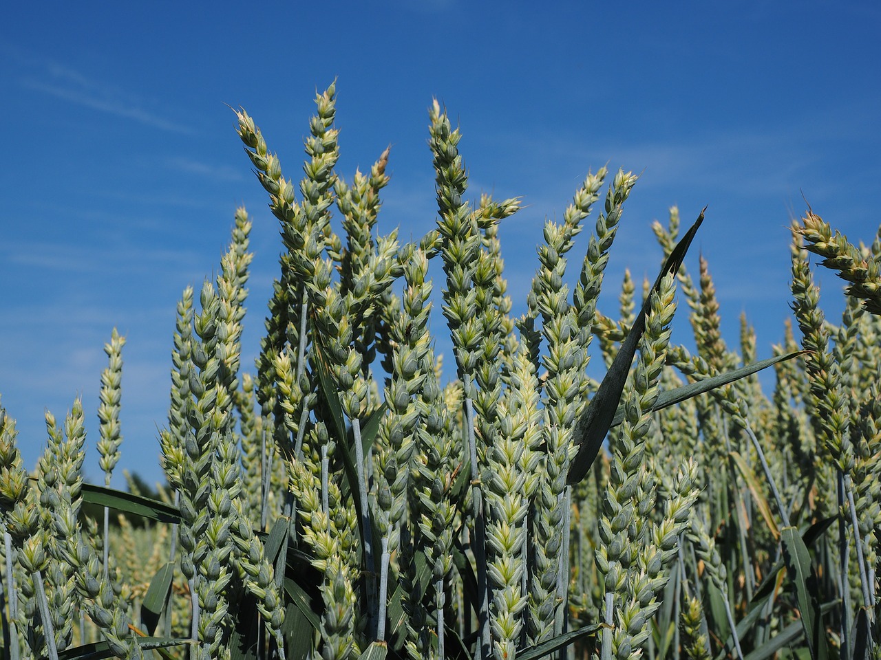 wheat field wheat cereals free photo