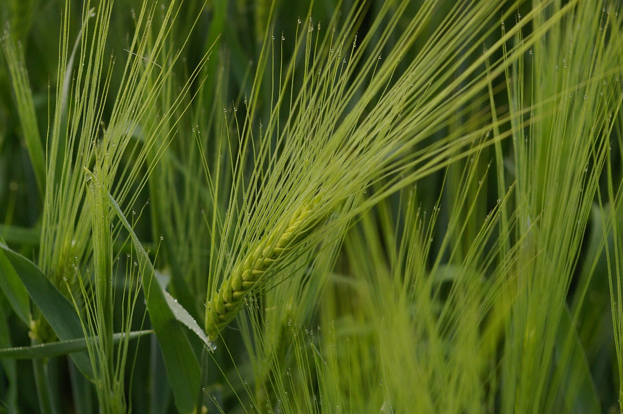 wheat field wheat cereals free photo