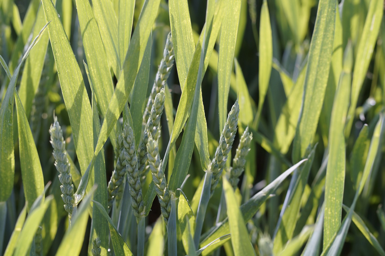 wheat field field green free photo