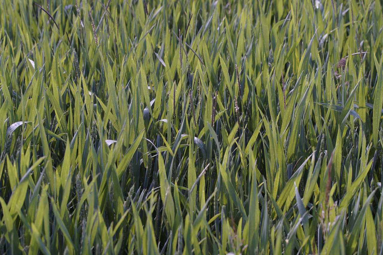 wheat field field green free photo