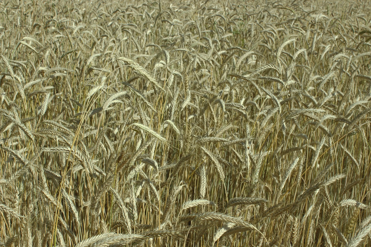 wheat field spike yellow free photo