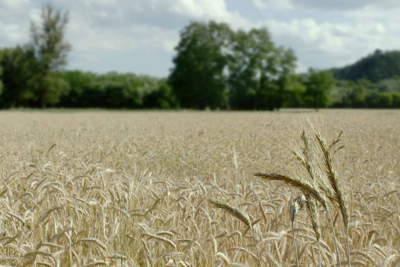wheat field landscape summer free photo