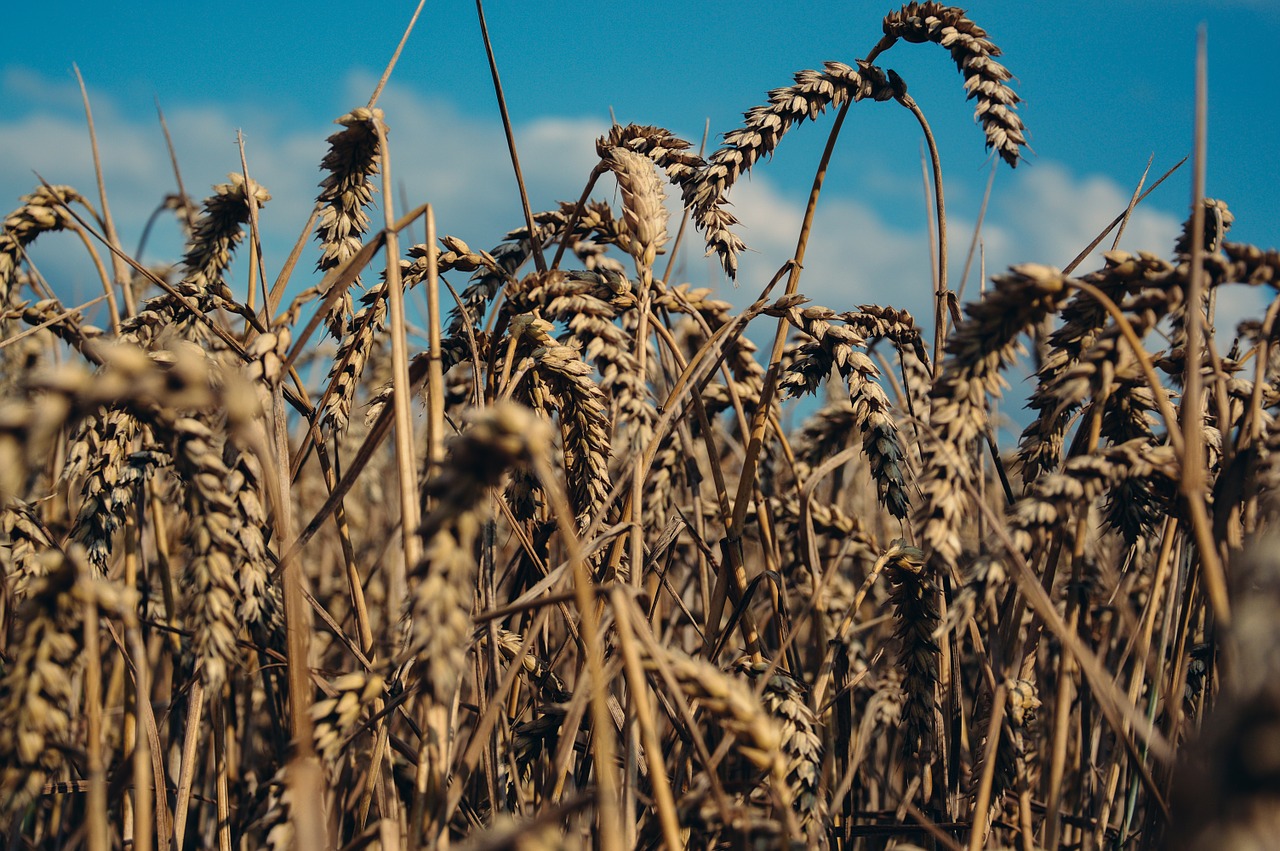 wheat field grain agriculture free photo