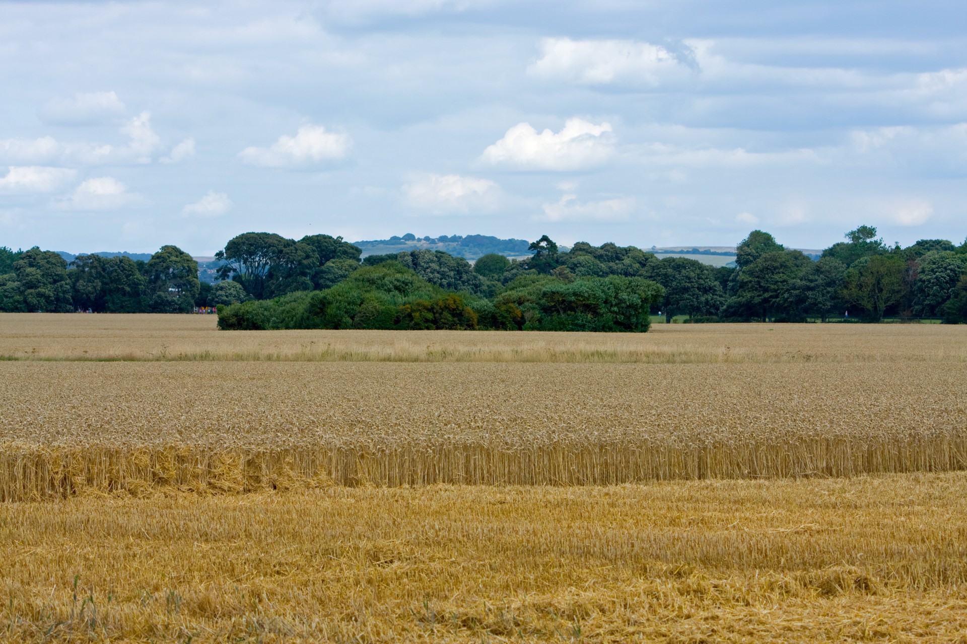 wheat wheat field crops free photo