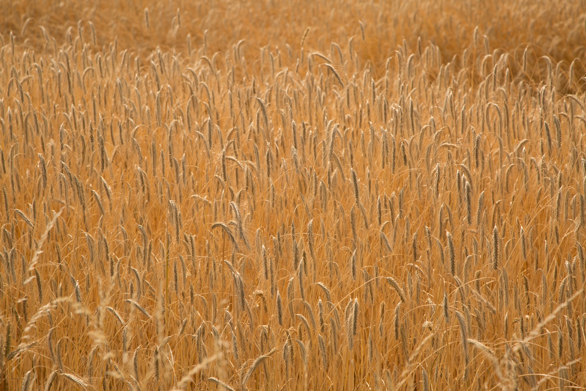 vintage wheat field free photo