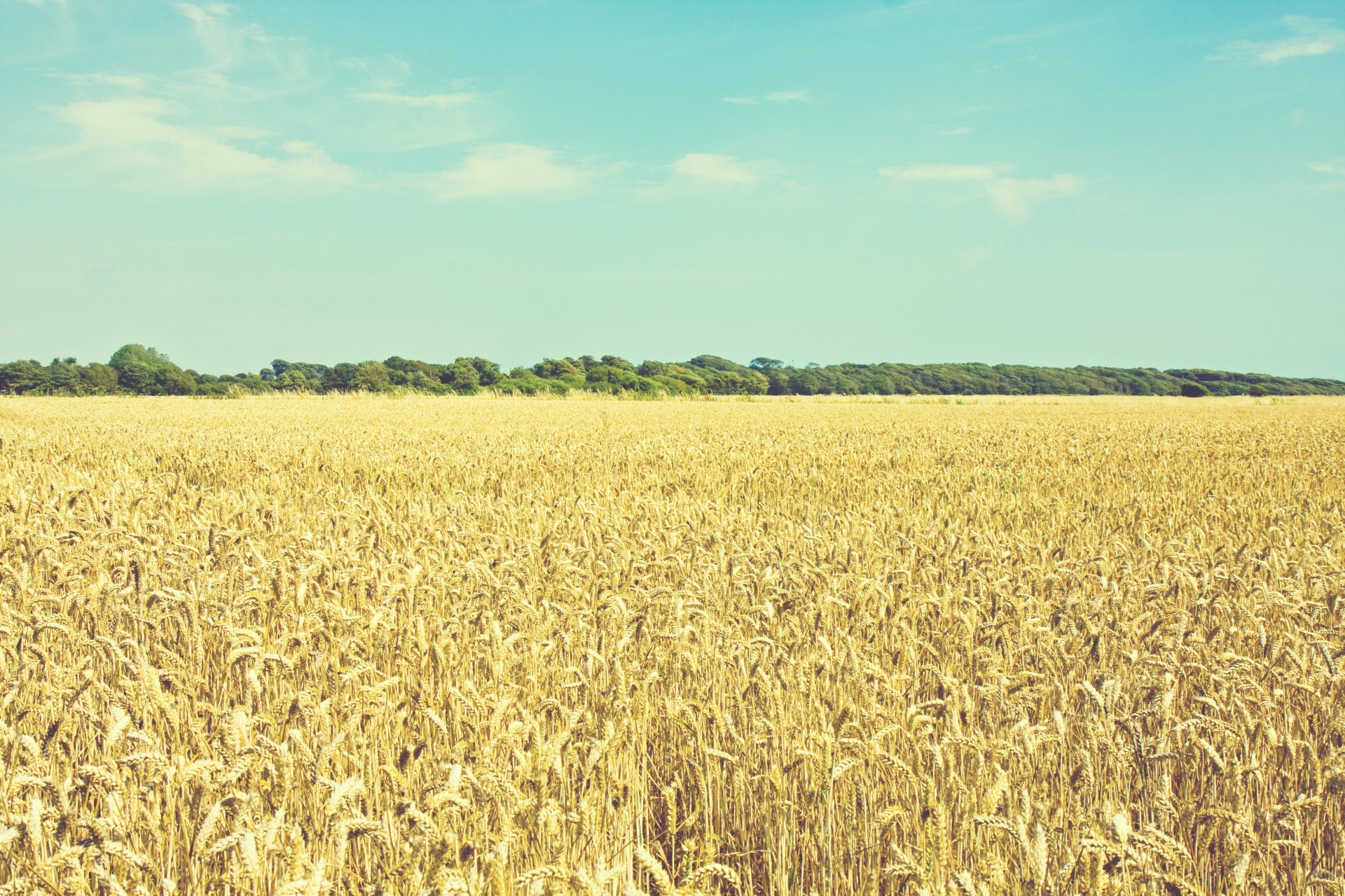 wheat field blue free photo