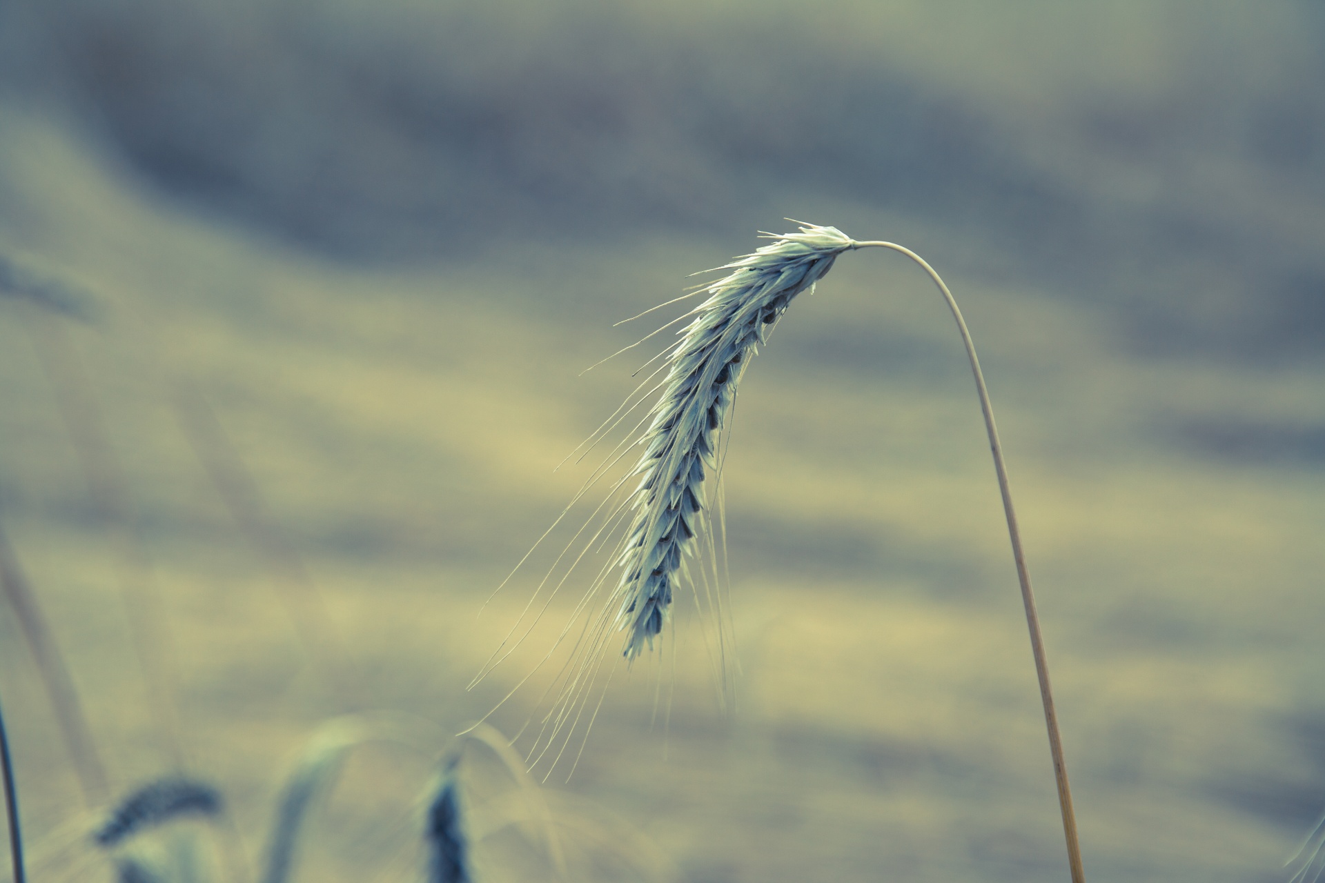 vintage wheat field free photo