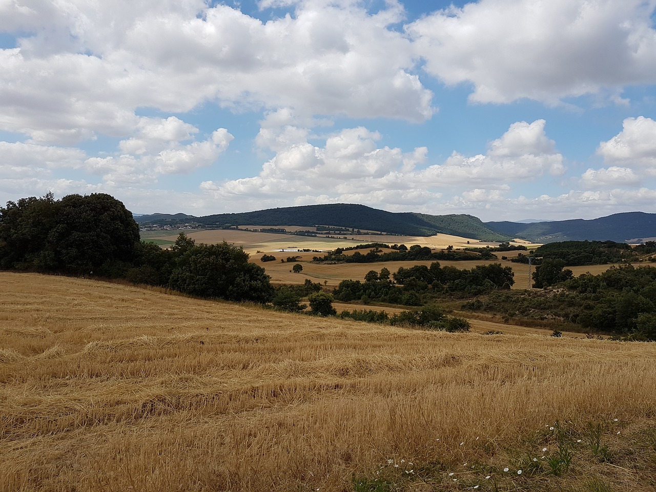 wheat fields france landscape free photo