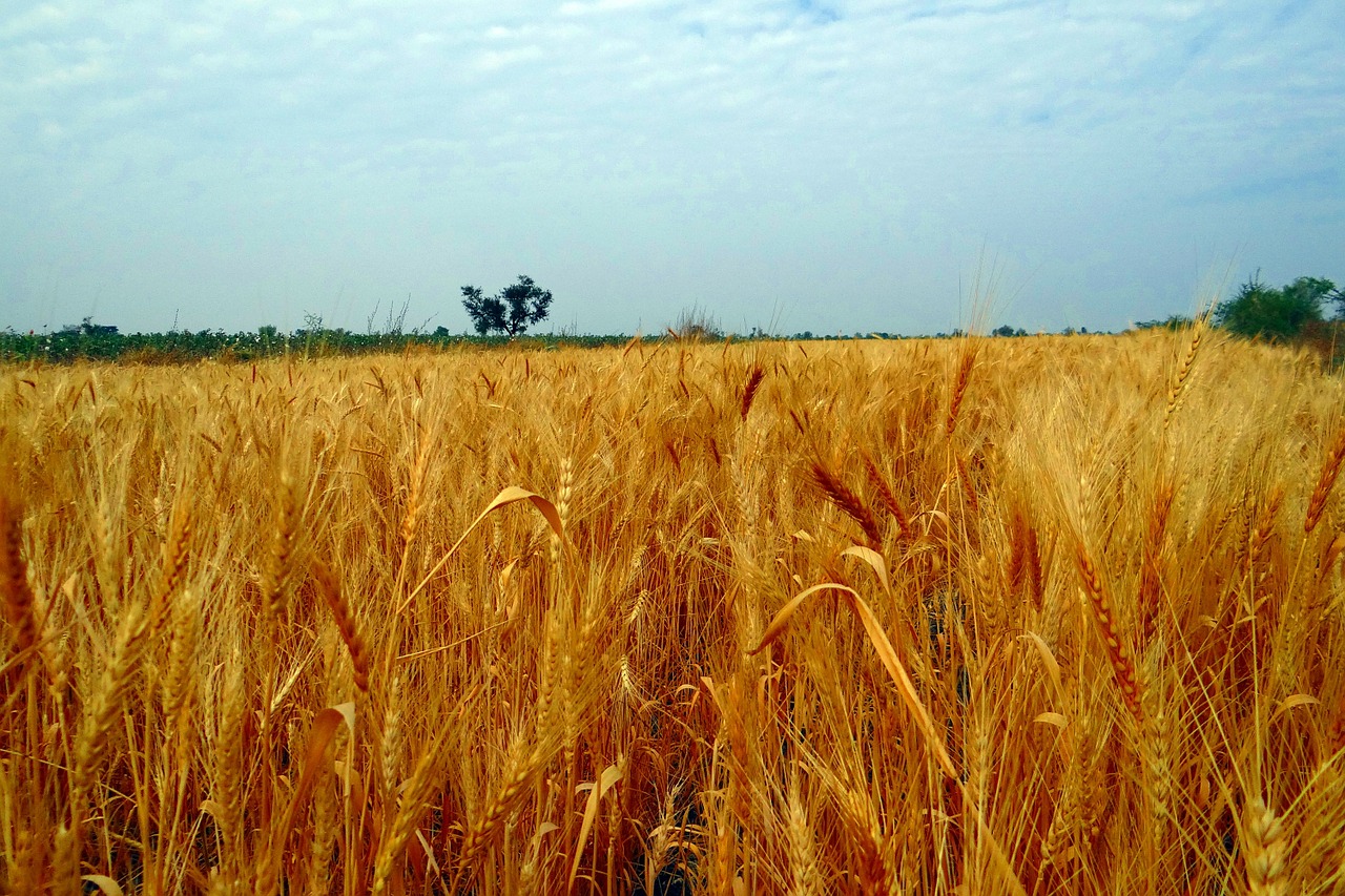 wheat fields crop harvest free photo