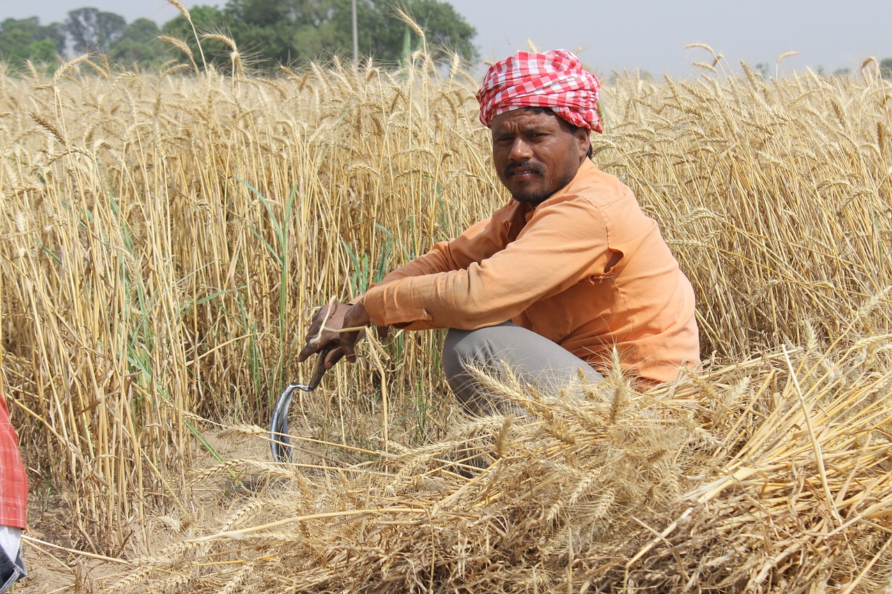 wheat fields punjab patiala free photo