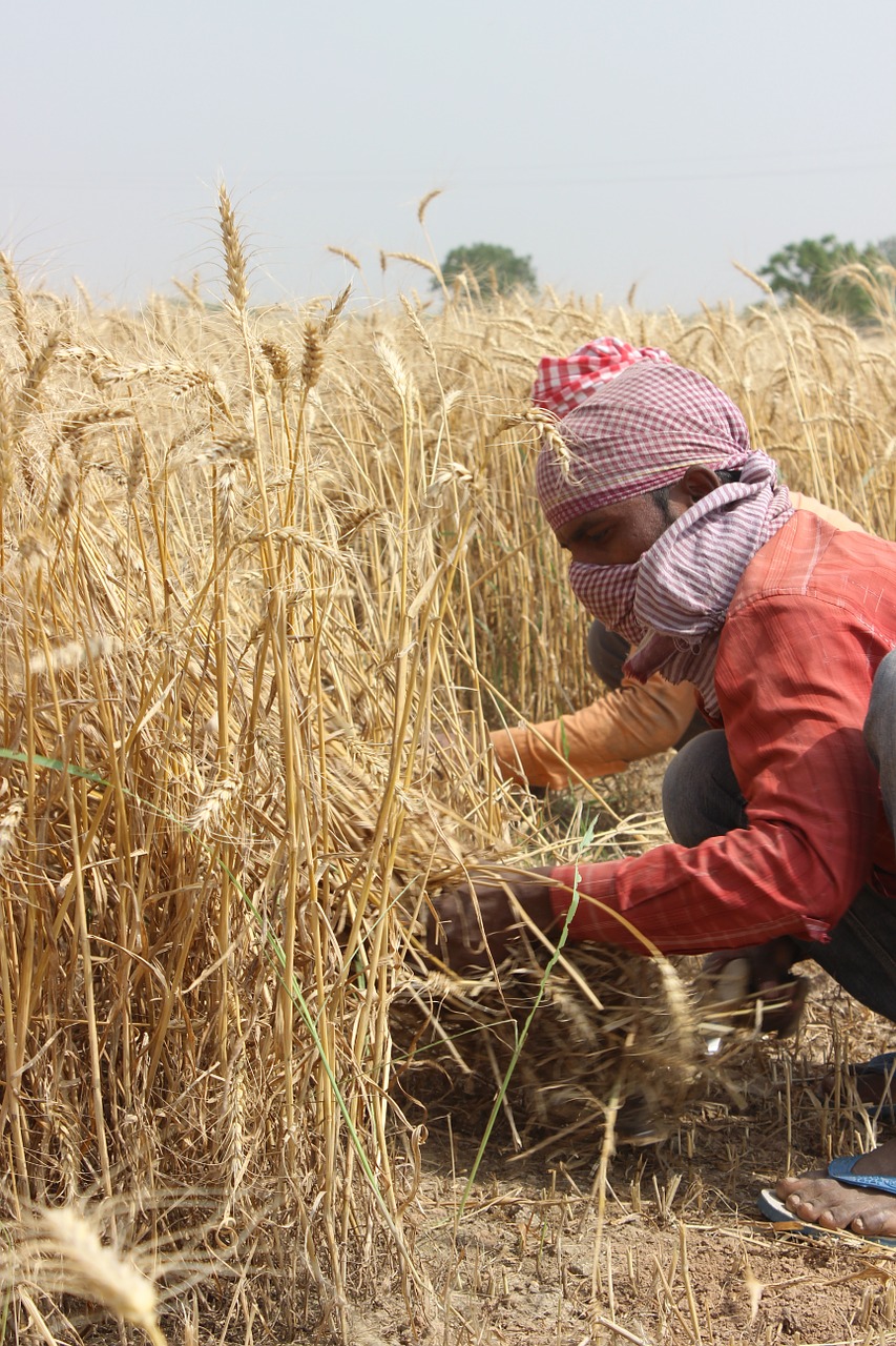 Wheat fields,punjab,patiala,men,farmer - free image from needpix.com