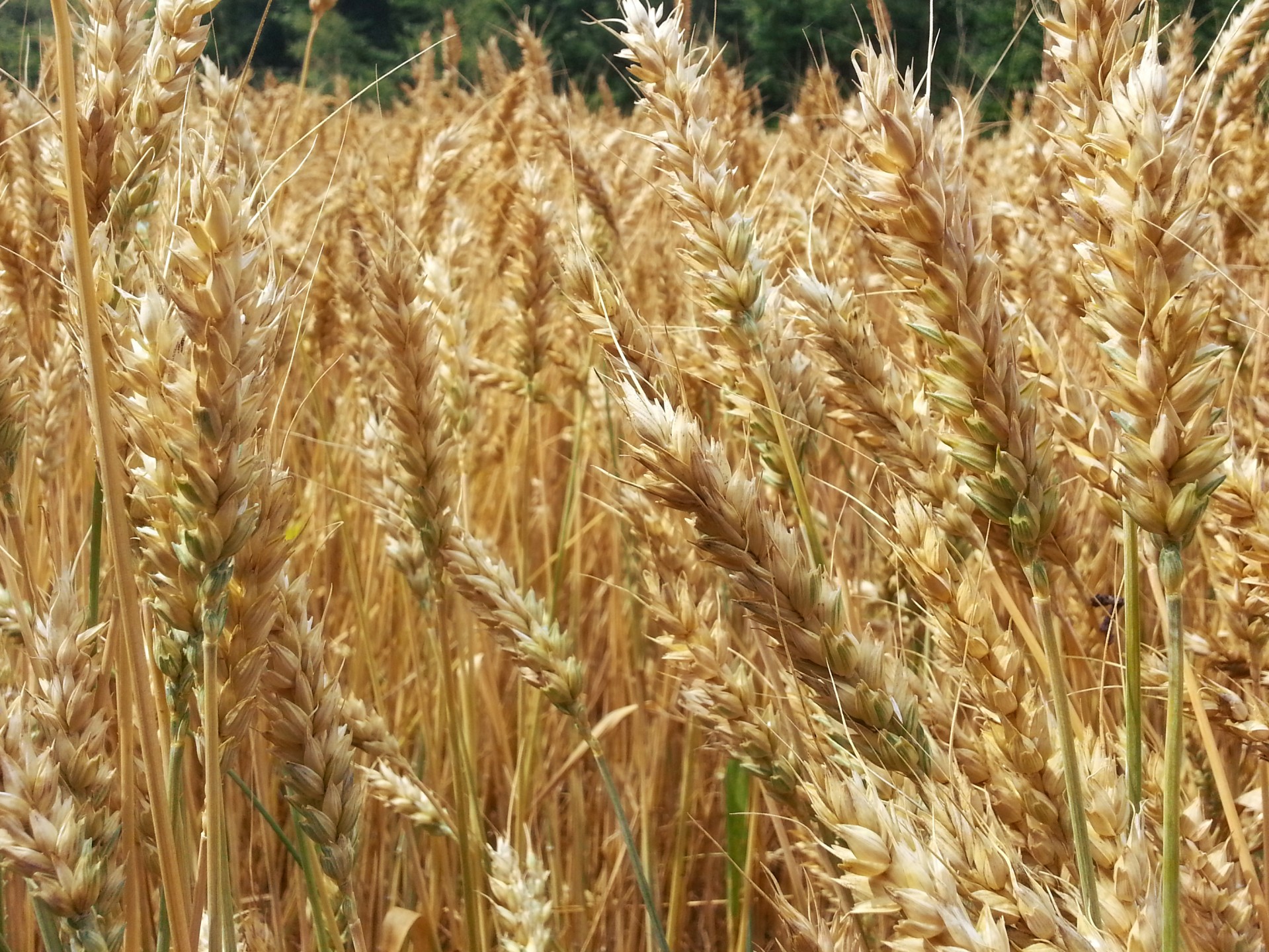 wheat fields agriculture free photo