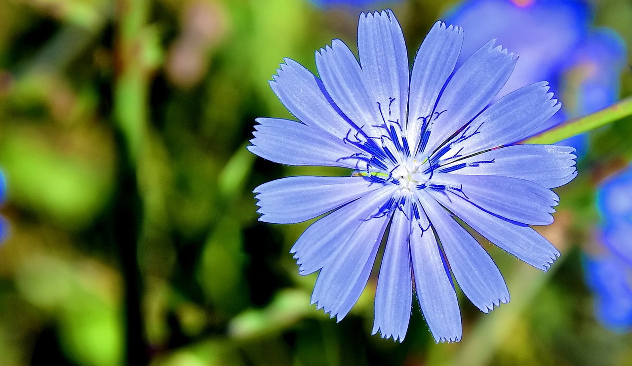 wheat flower blue flower summer free photo