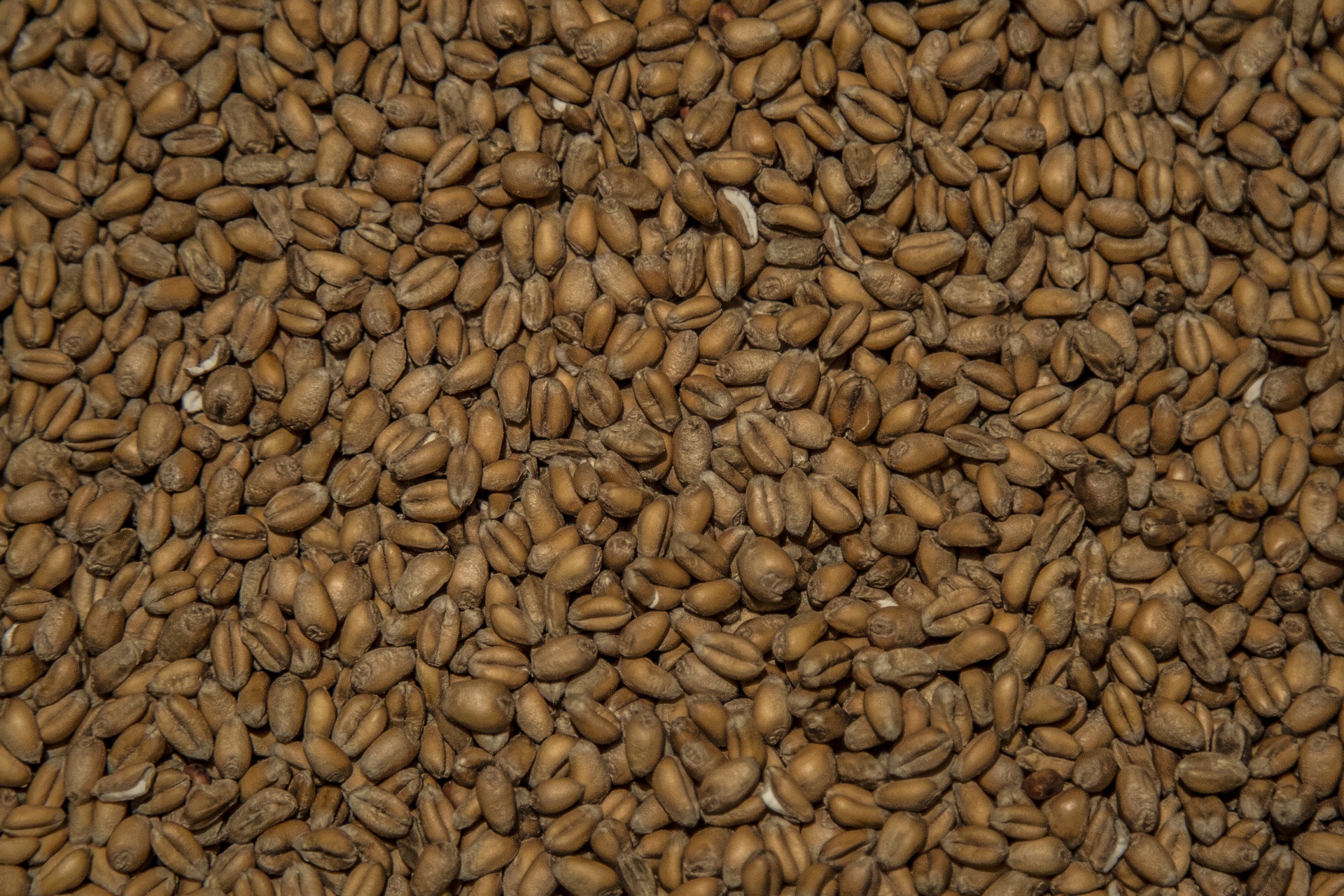 grain wheat grains free photo