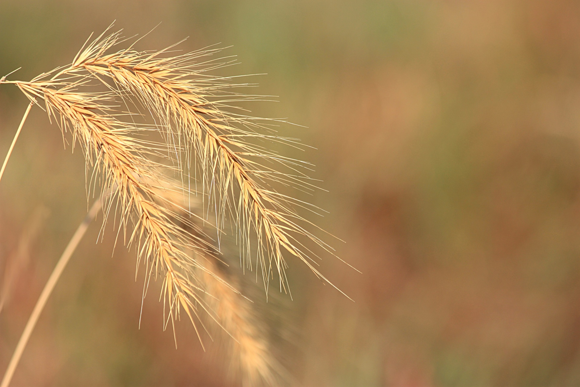 nature plants wild free photo