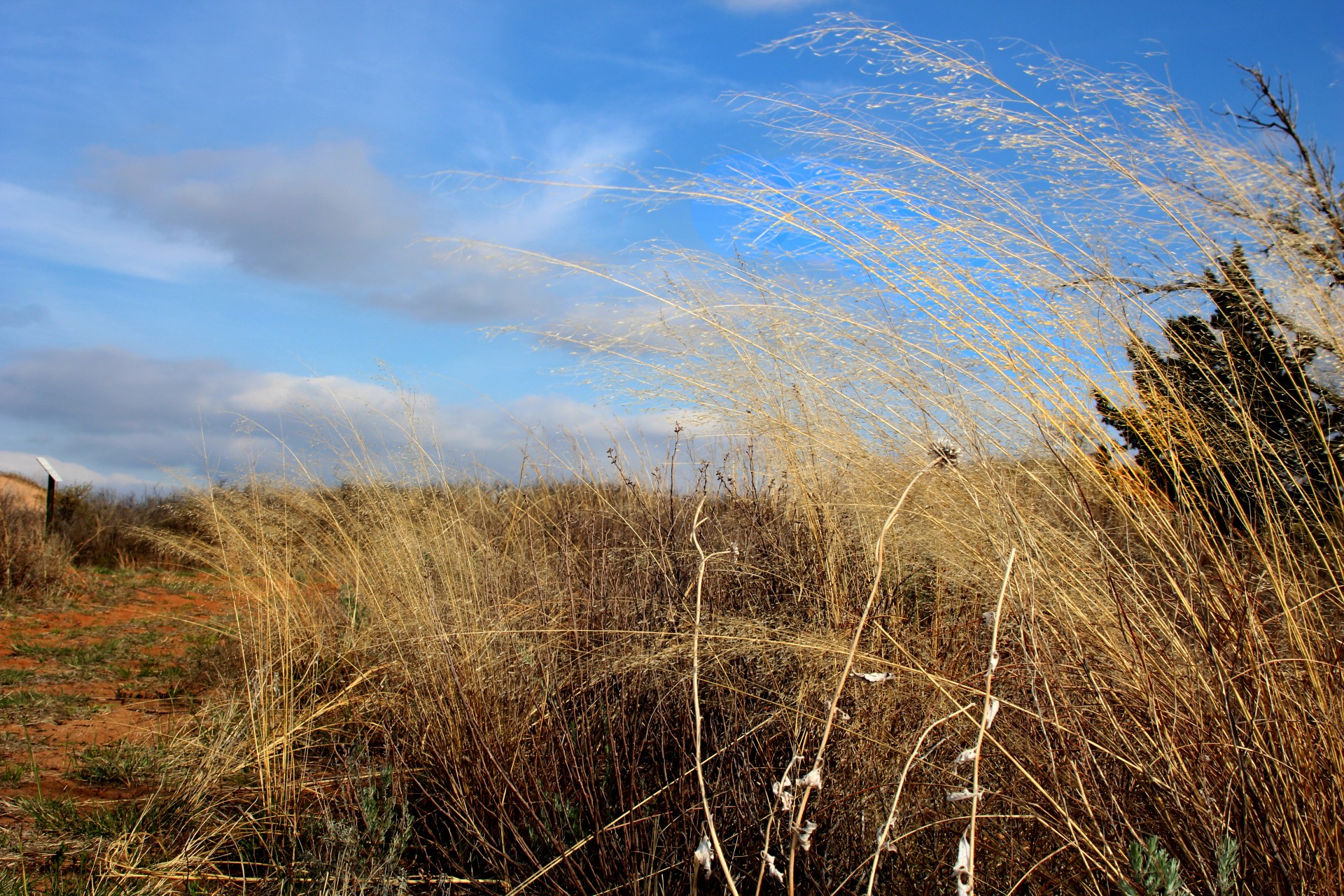 nature oklahoma wheat free photo