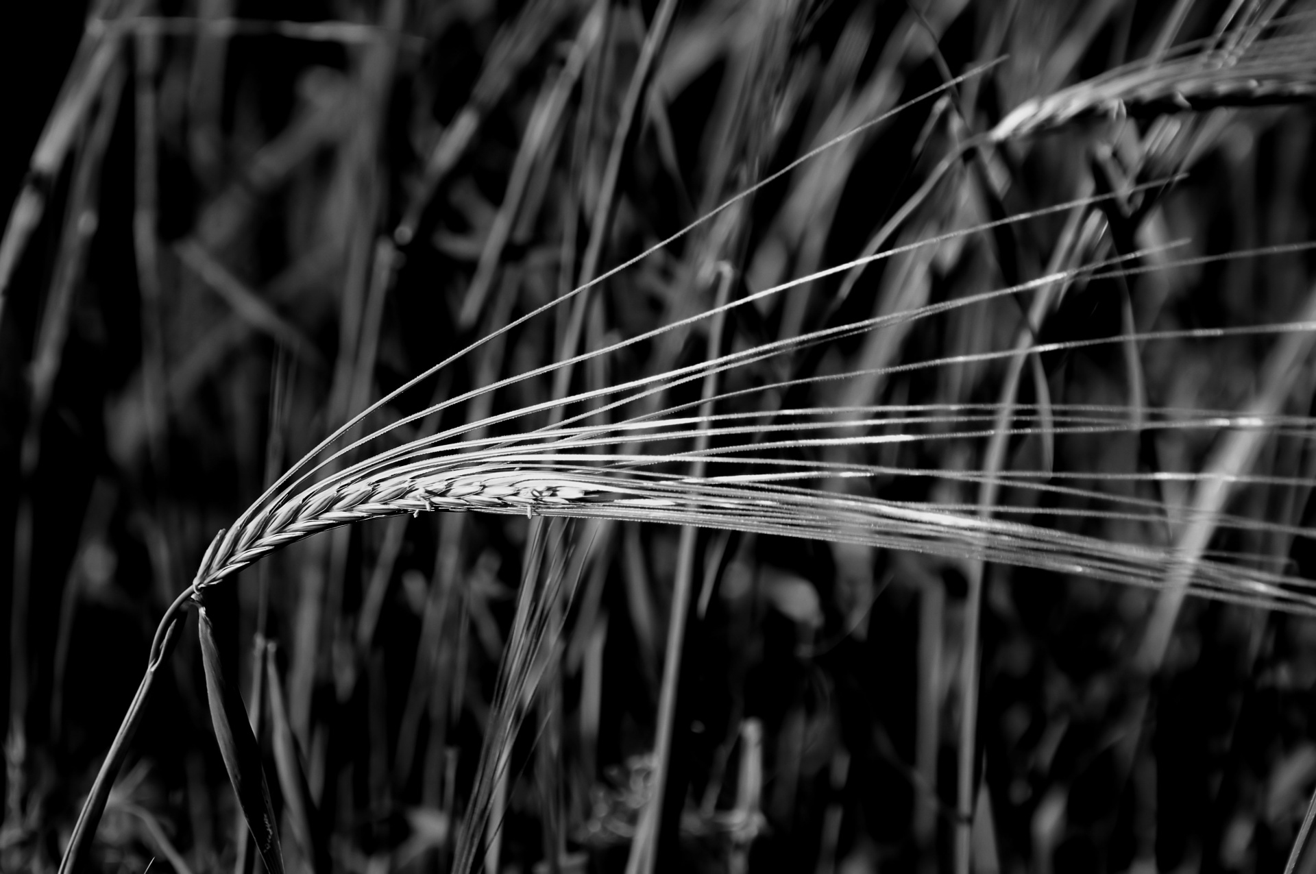 black white wheat grow free photo