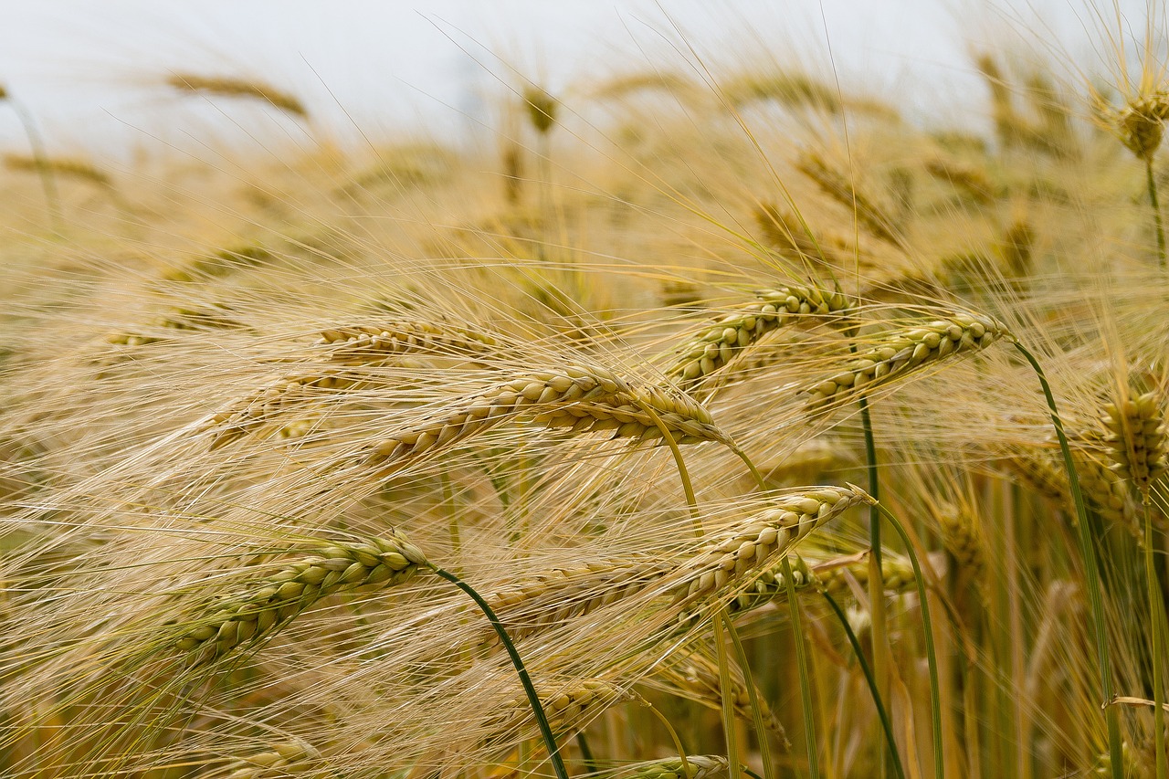 wheat ripens field summer free photo