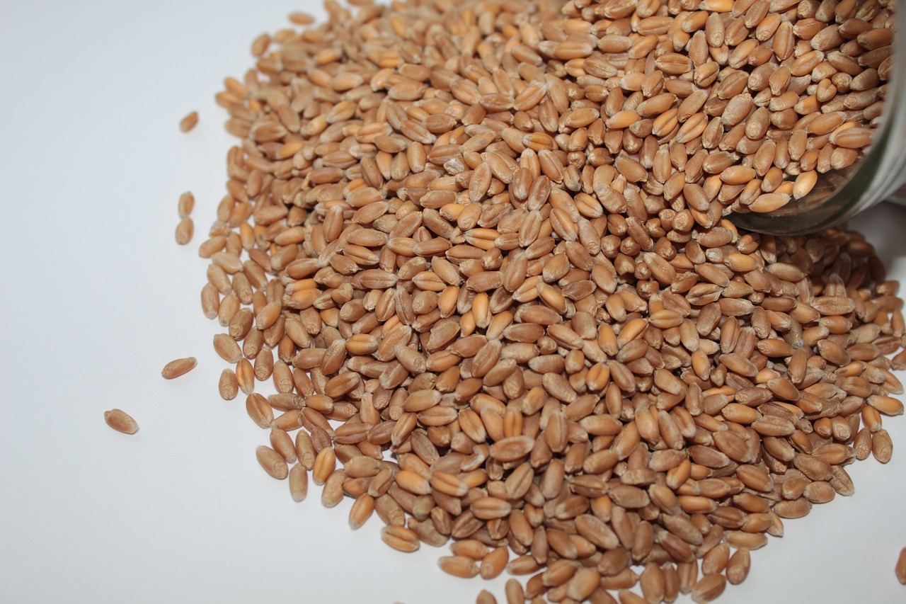 wheat seeds  wheat  sprouting seeds free photo