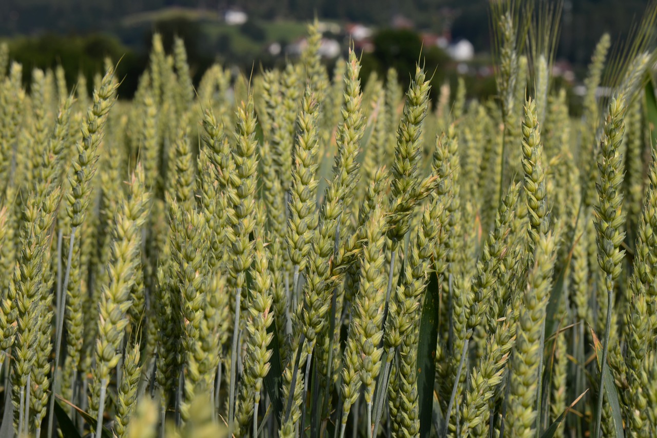 wheat spike cereals field free photo