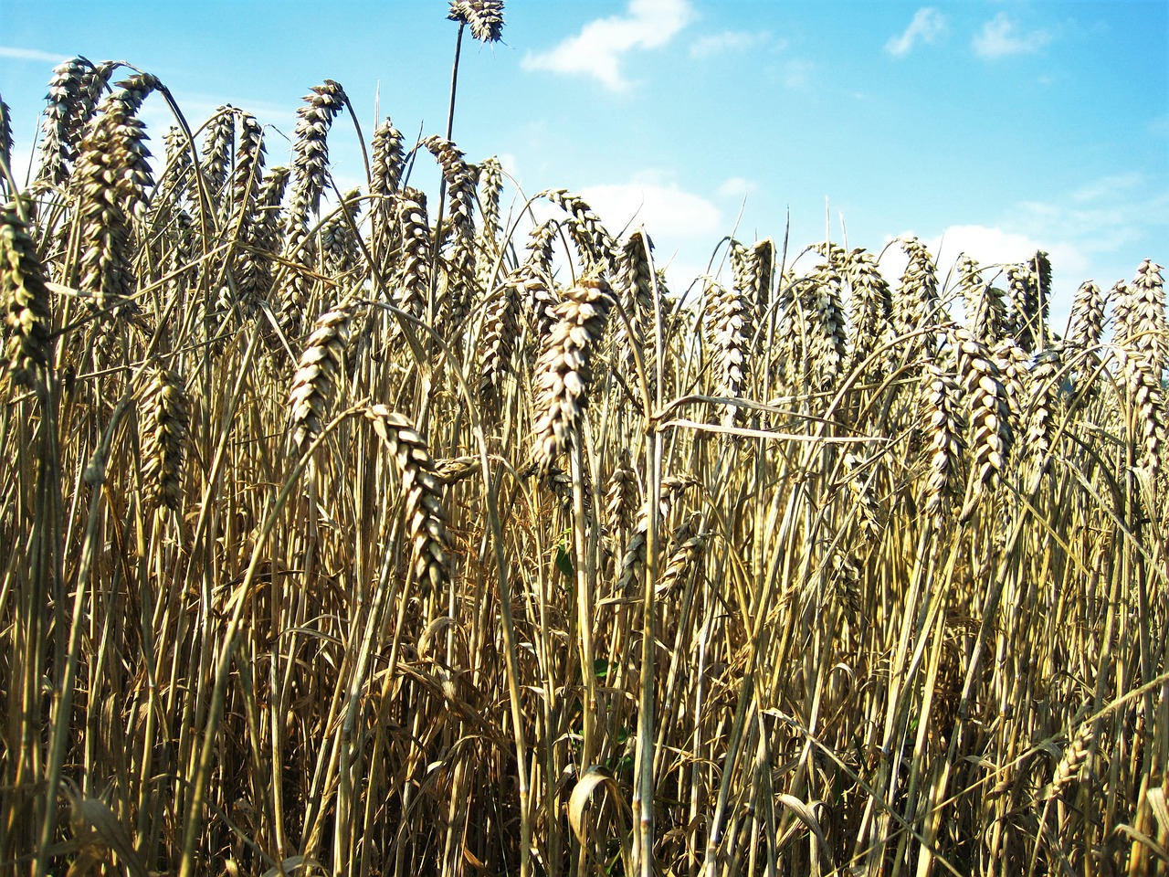 wheat spike golden yellow wheat field late summer free photo