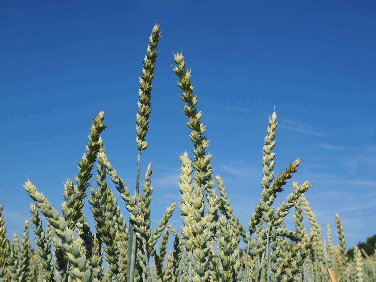 wheat spike wheat field wheat free photo