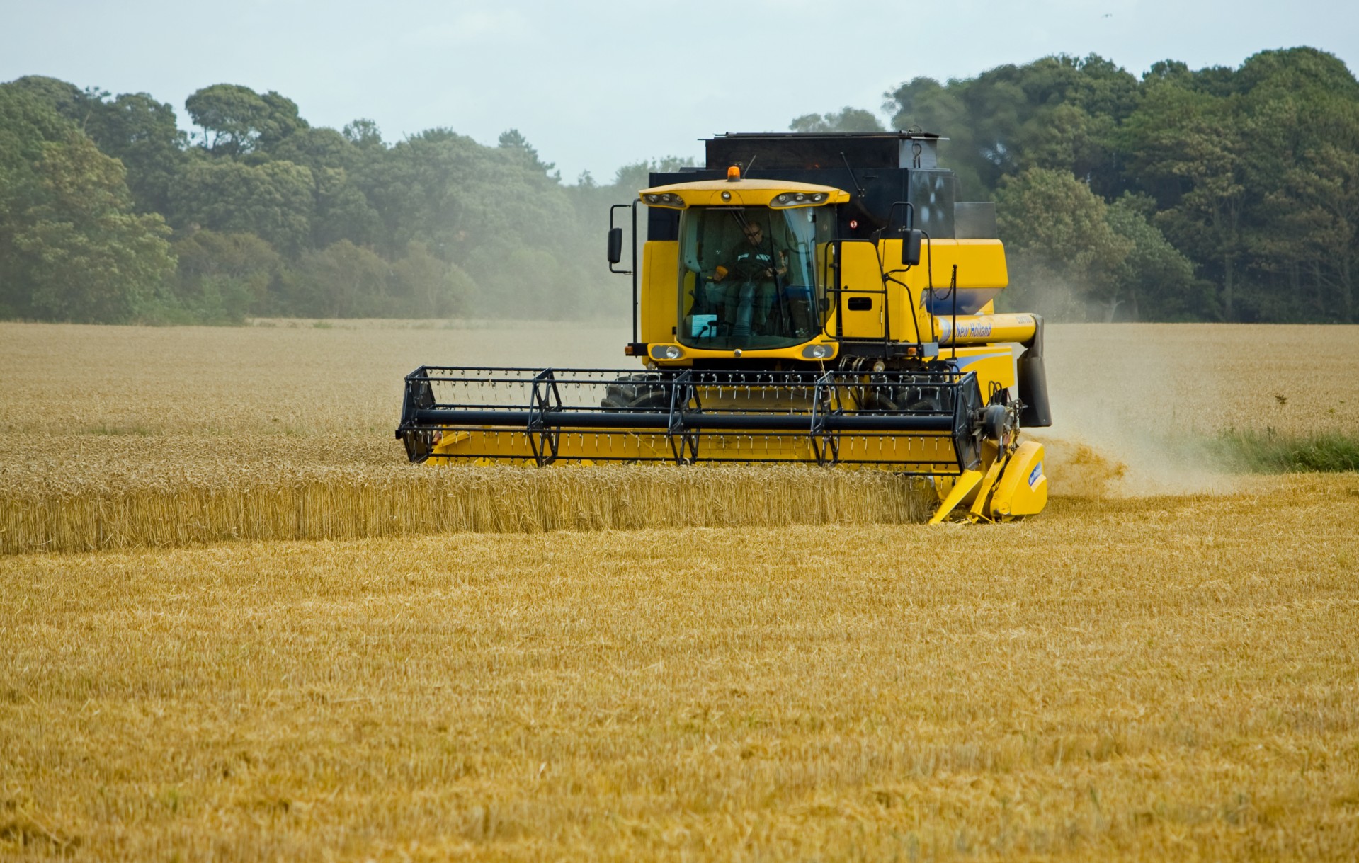 wheat threshing harvesting free photo