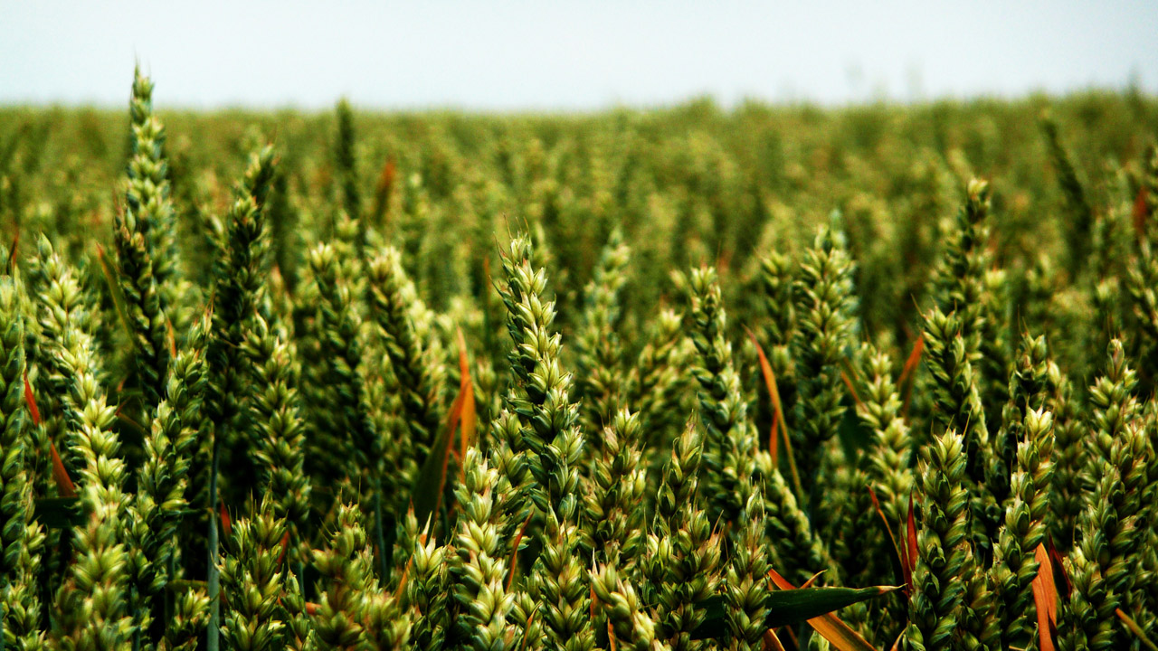 ears wheat field free photo