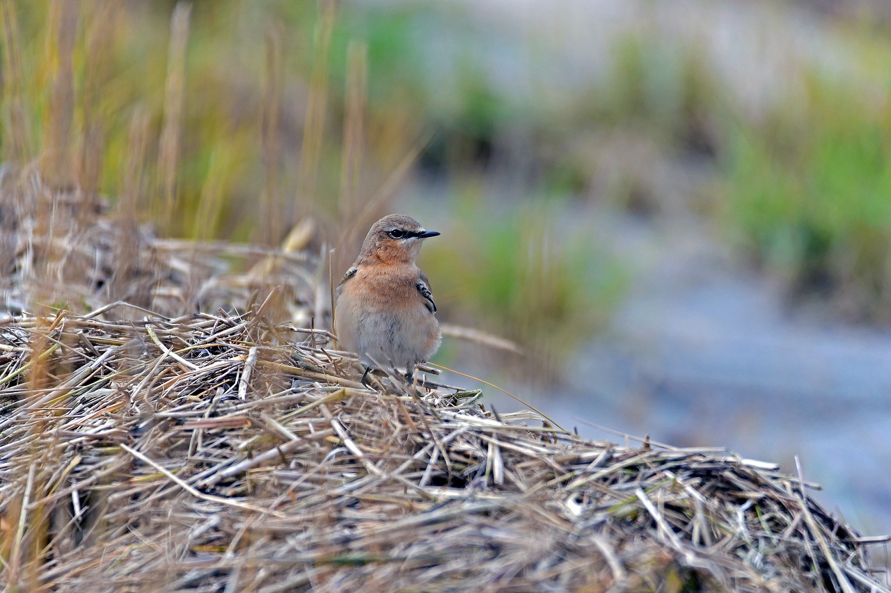 wheatear birds north sea free photo