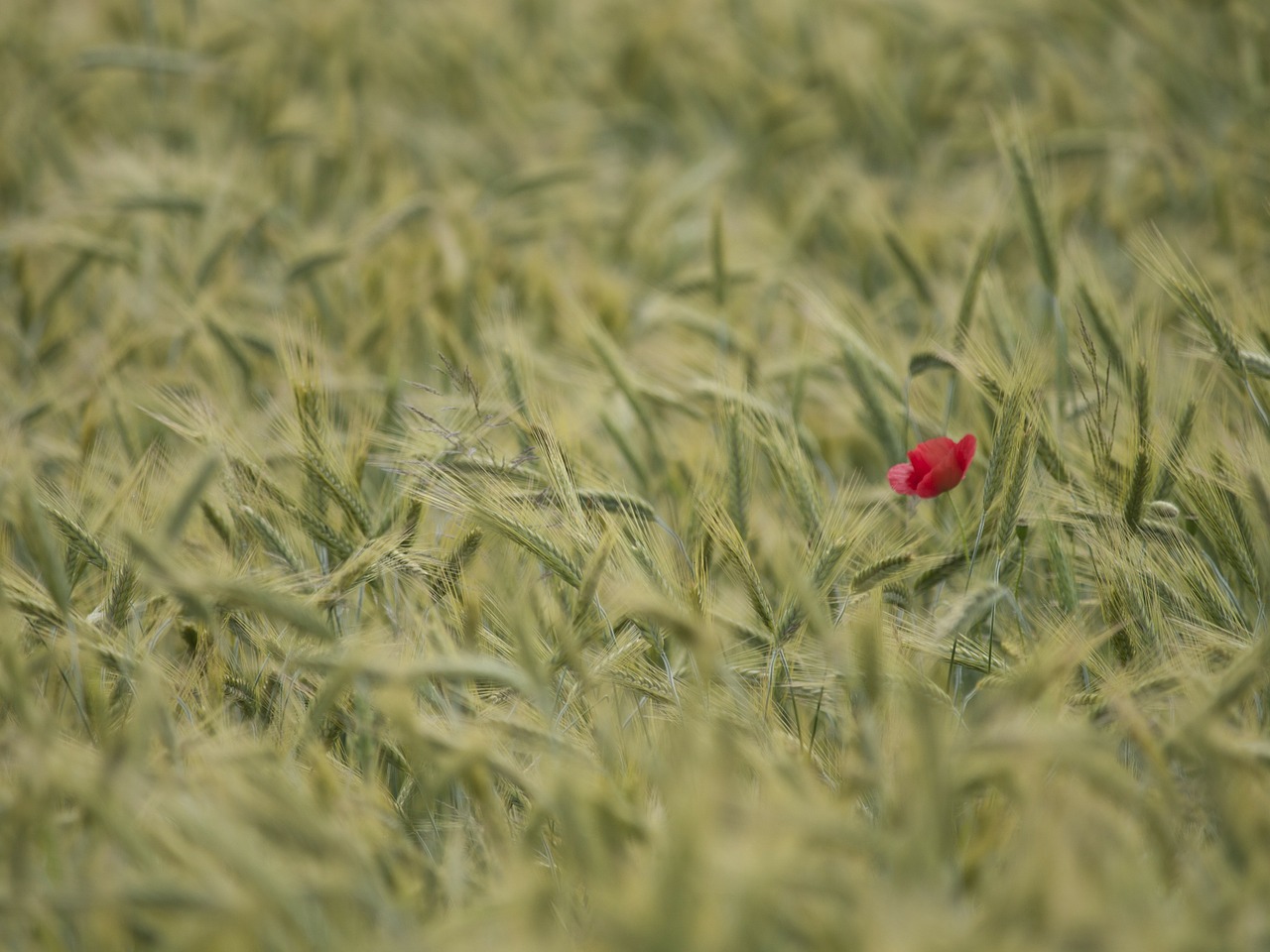 wheater poppy summer free photo