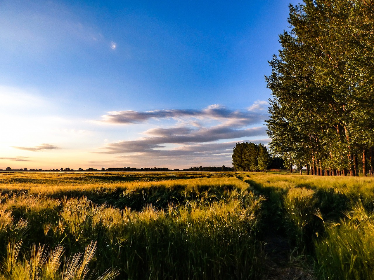 wheatfield sky wheat free photo