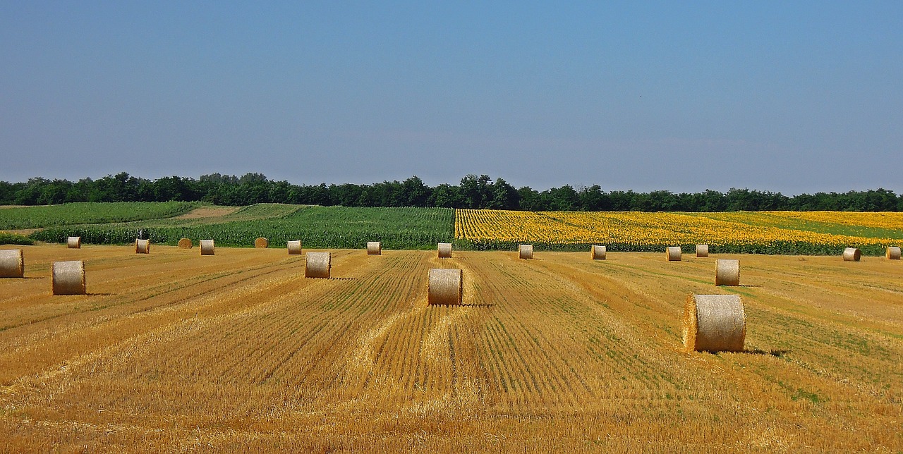 wheatfield straw bale agriculture free photo