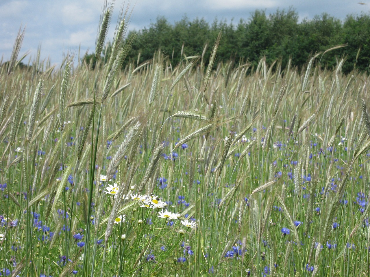 wheatfield summer nature free photo