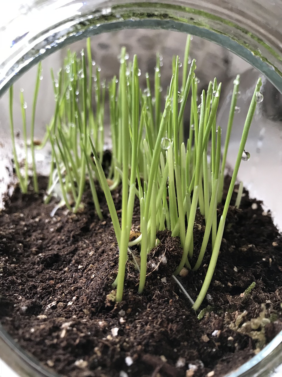 wheatgrass  terrarium  indoor growing free photo