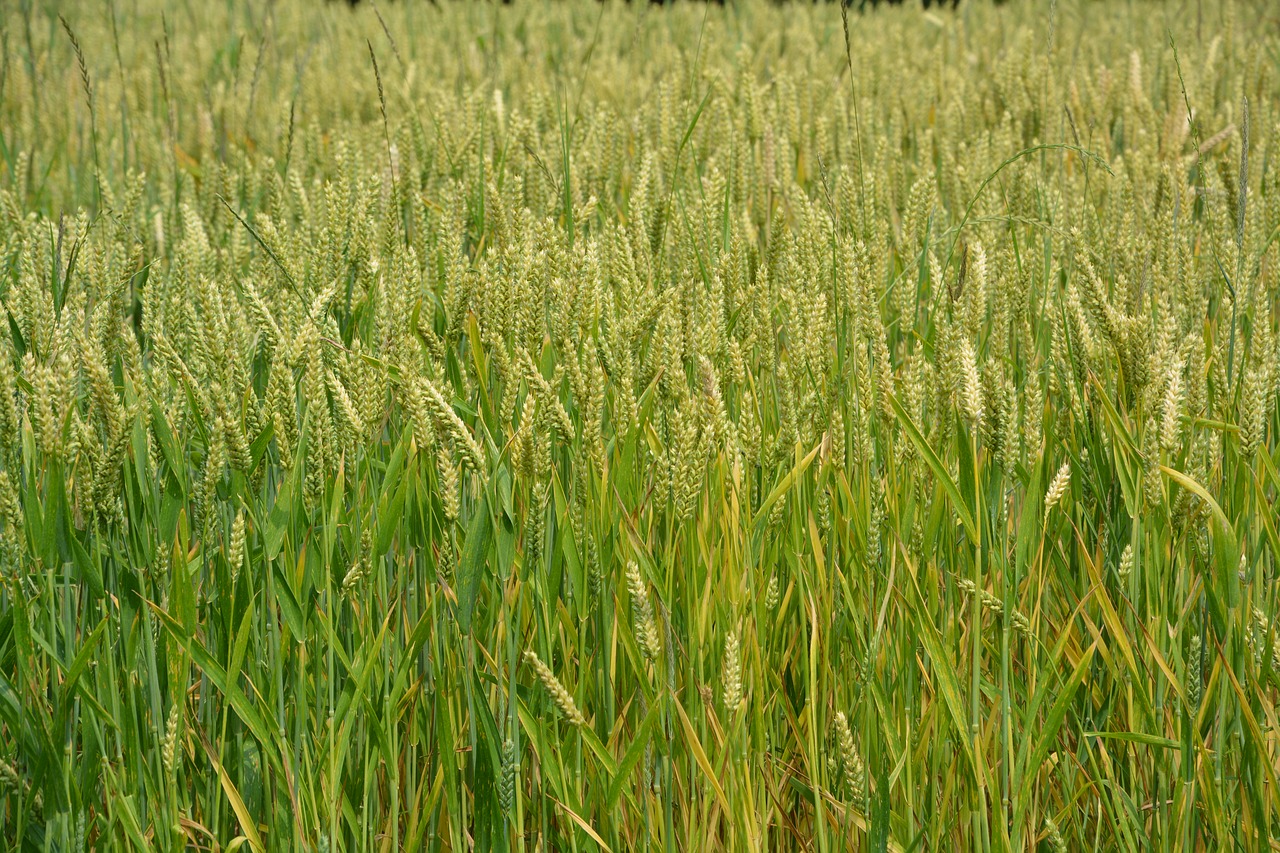 wheats cereals spikes free photo