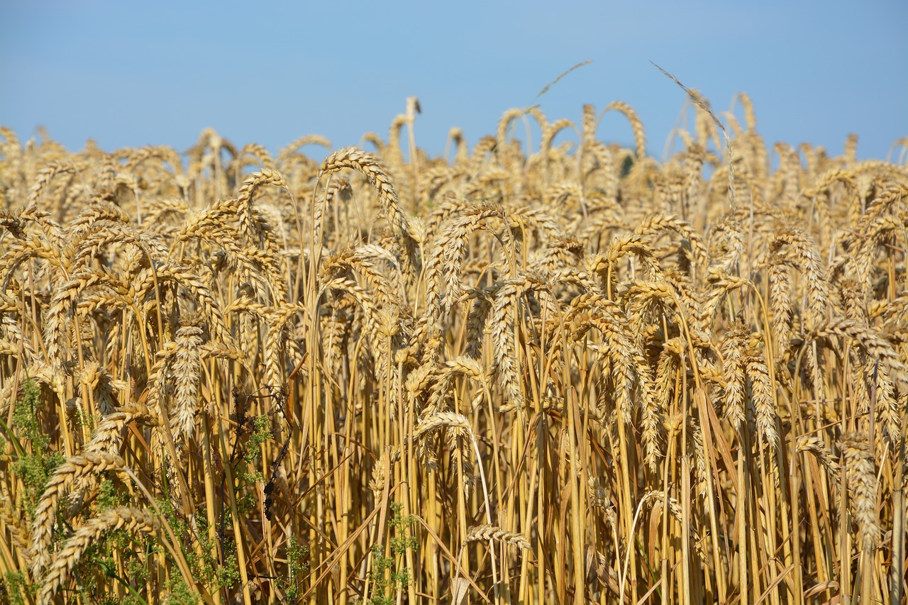 wheats wheat fields cereals free photo
