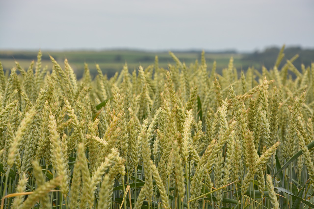 wheats agricultural cultures free photo