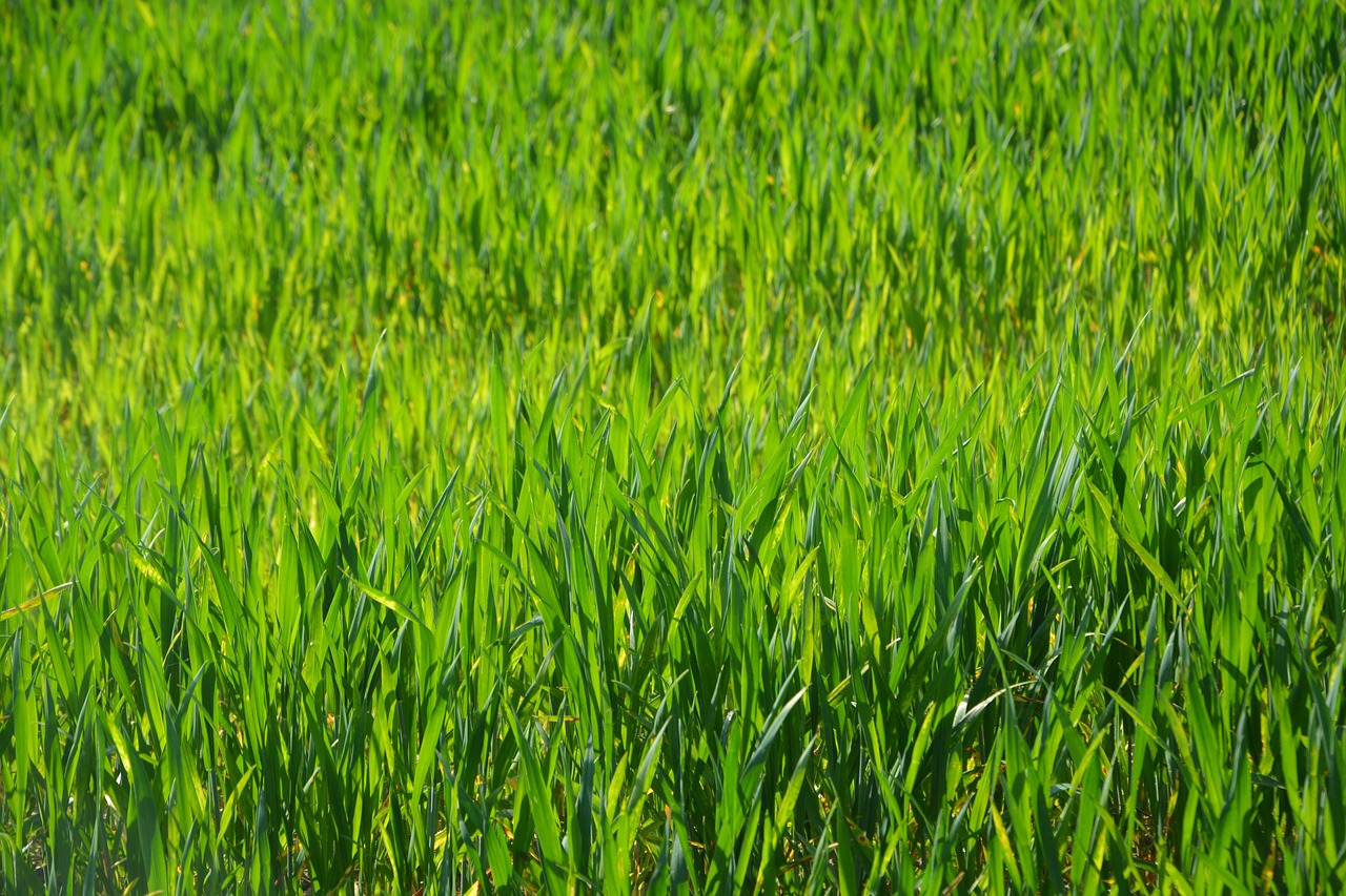 wheats  culture  agricultural free photo