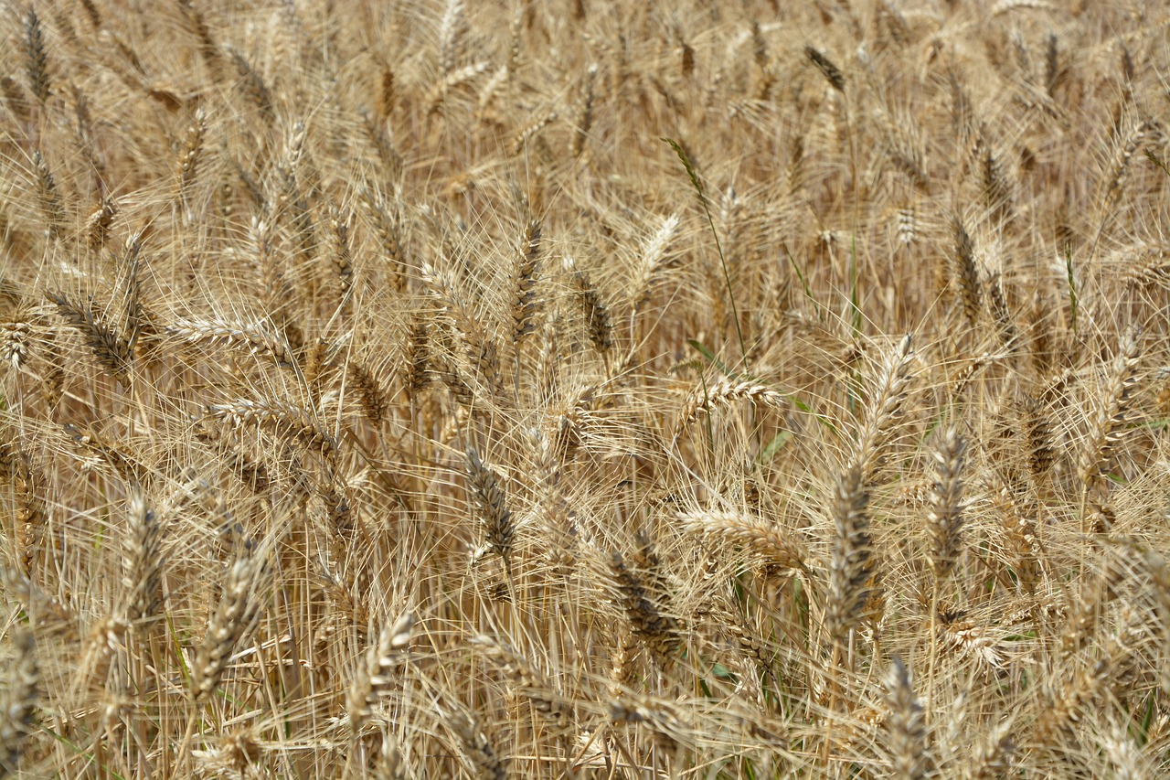 wheats  wheat fields  agriculture free photo