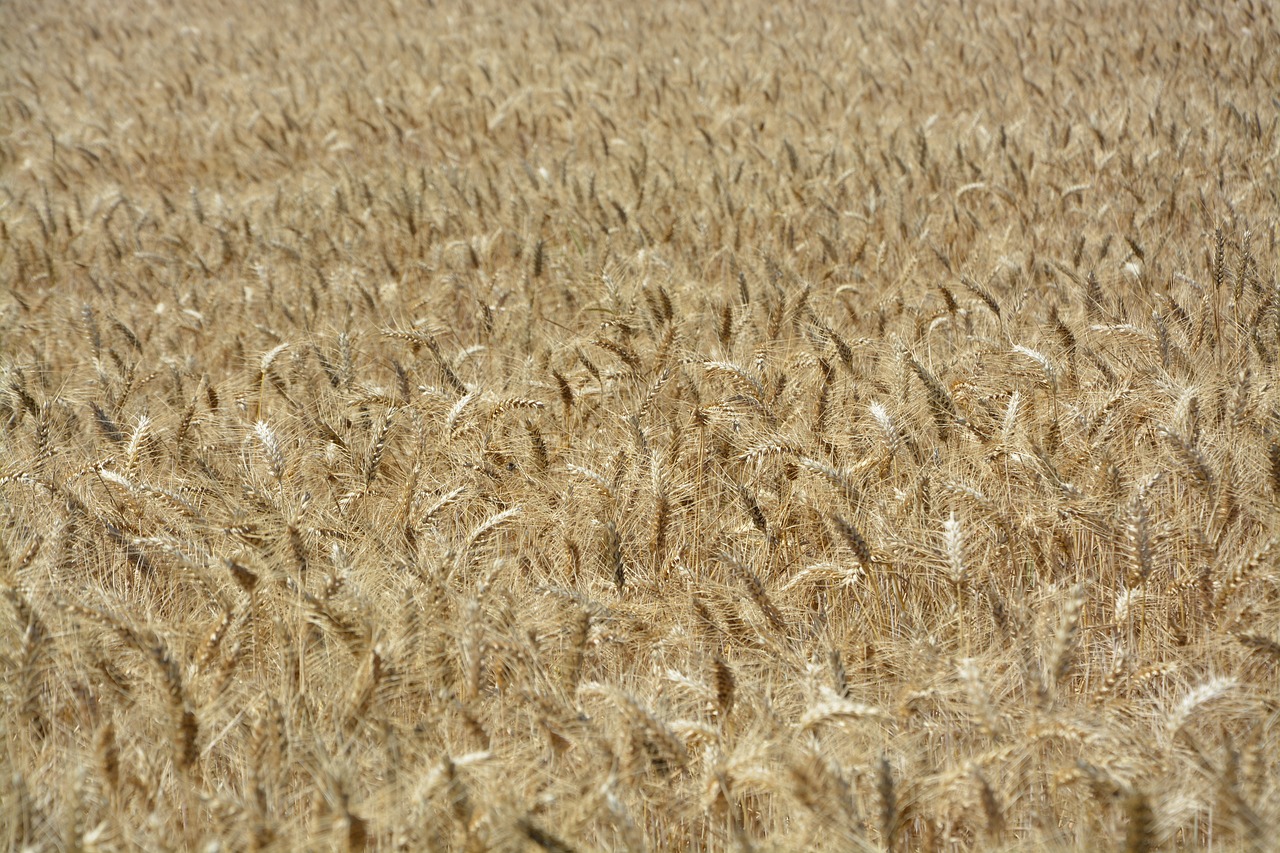 wheats  wheat fields  agriculture free photo