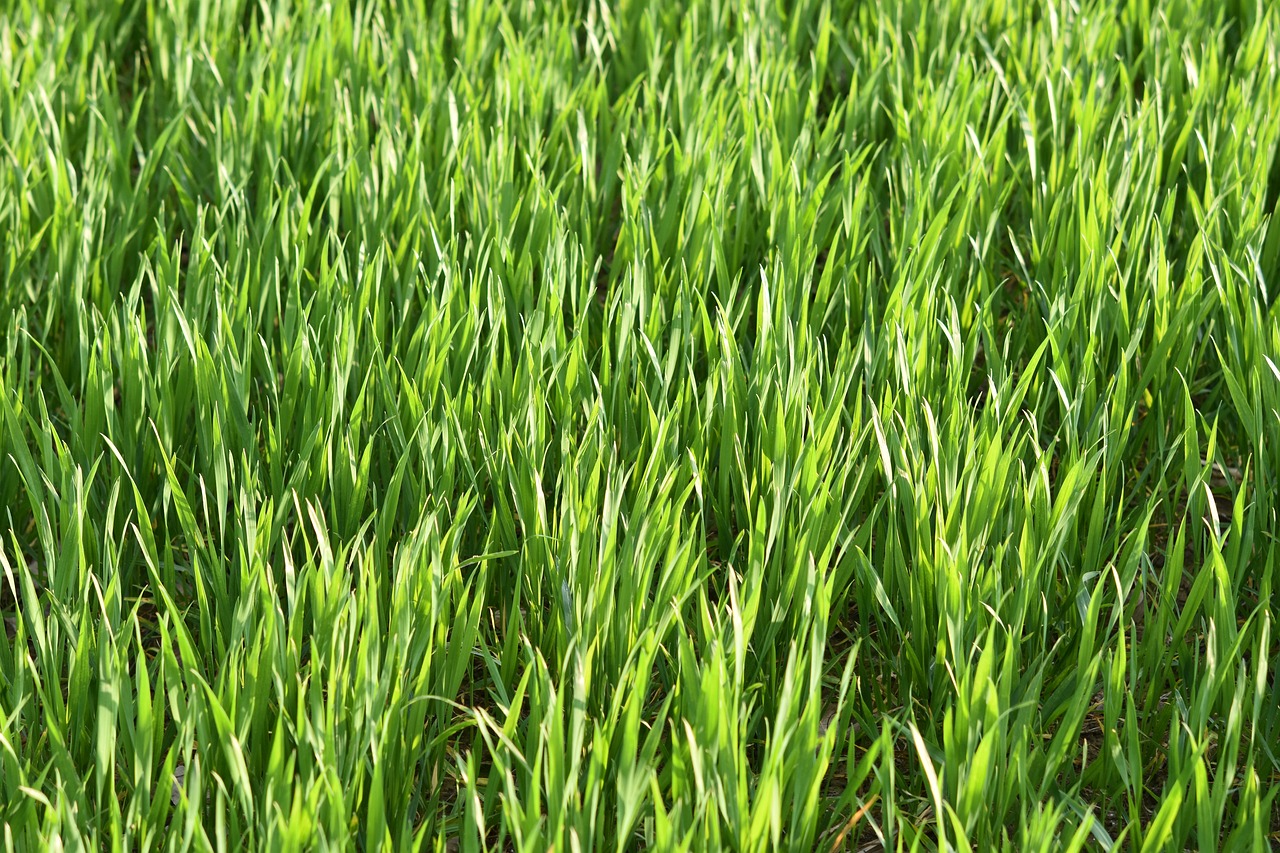 wheats  wheat fields  culture wheat free photo
