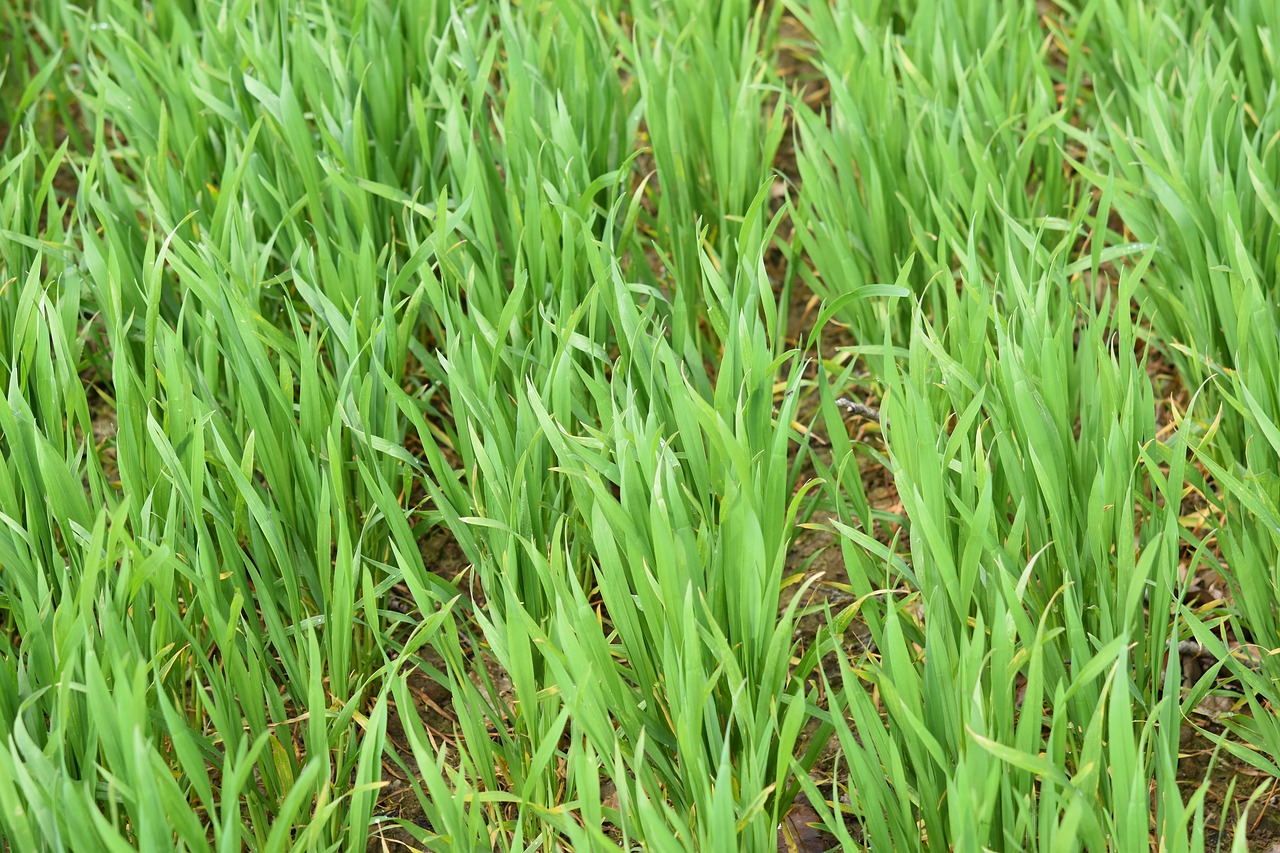 wheats  culture of wheat  cereals free photo
