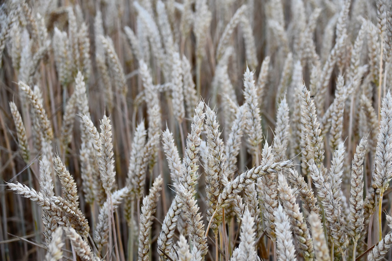 wheats  ears of wheat  agriculture free photo