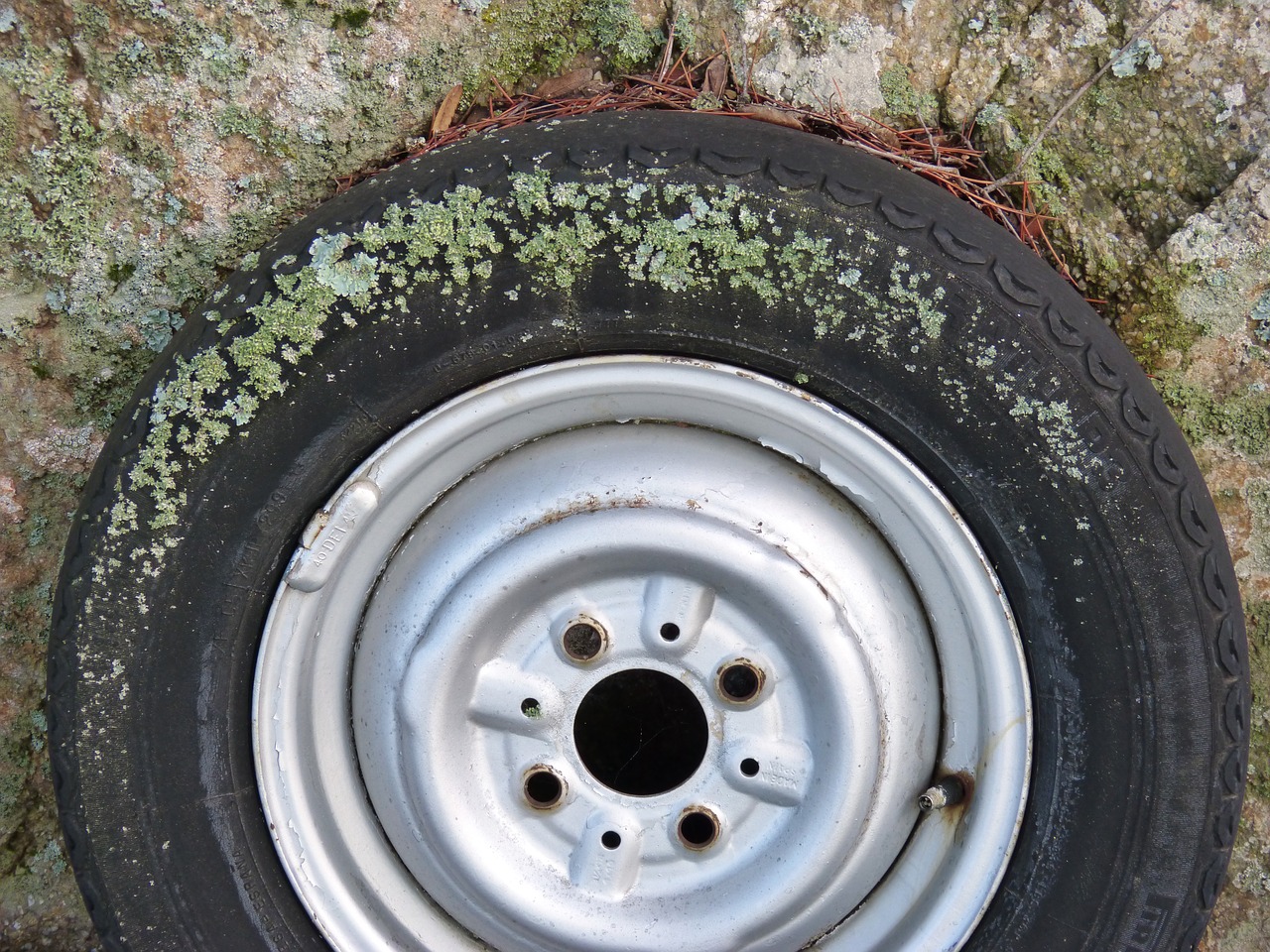 wheel lichen moss free photo