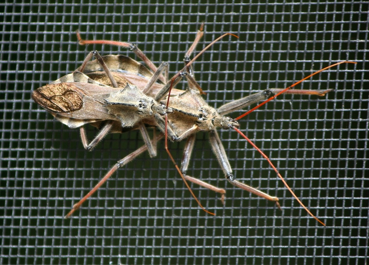 wheel bugs assassin bug predator free photo